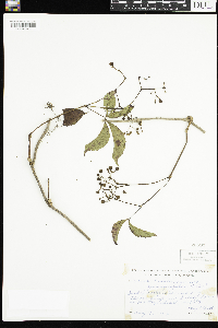 Parthenocissus quinquefolia image