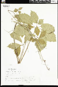 Parthenocissus quinquefolia image