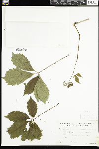 Parthenocissus quinquefolia image