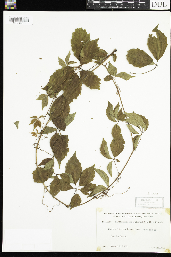 Parthenocissus quinquefolia image