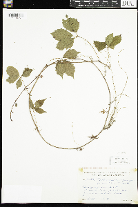 Parthenocissus quinquefolia image