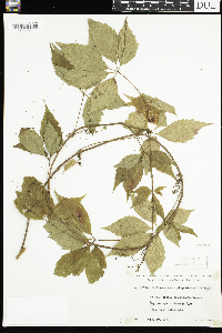 Parthenocissus quinquefolia image