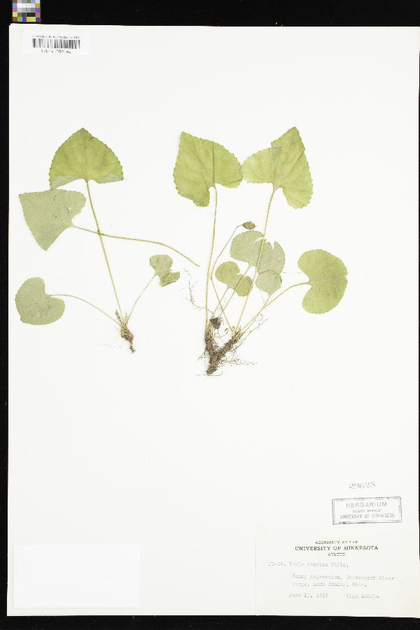 Viola sororia image