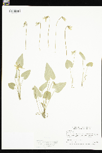 Viola sororia image