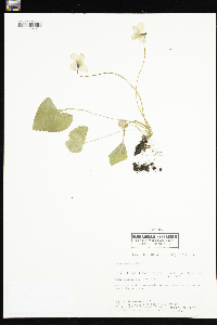 Viola sororia image