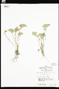 Viola sororia image