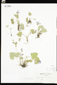Viola sororia image