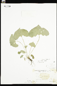 Viola sororia image