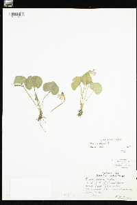 Viola sororia image