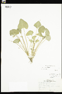 Viola sororia image