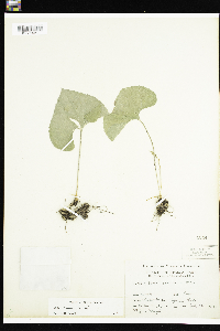 Viola sororia image