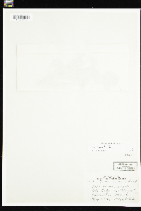 Viola sororia image
