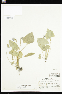 Viola sororia image