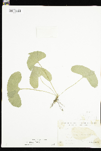 Viola sororia image
