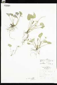 Viola sororia image