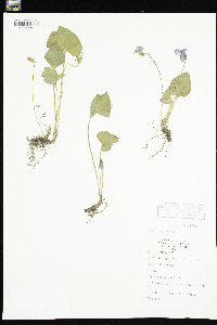 Viola sororia image