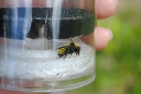 Media resource of Bombus borealis