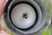 Bombus borealis image