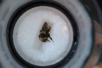 Bombus borealis image