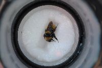 Bombus borealis image