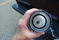 Bombus borealis image