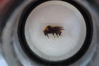 Bombus borealis image