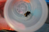 Bombus borealis image