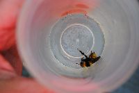 Bombus borealis image