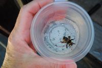 Bombus borealis image