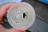 Bombus borealis image