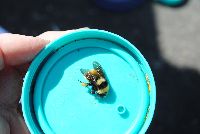 Bombus borealis image