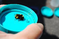 Bombus borealis image