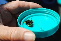 Bombus borealis image