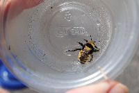 Bombus borealis image