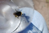 Bombus terricola image