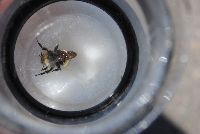 Bombus terricola image