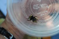 Bombus terricola image