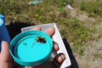 Bombus borealis image