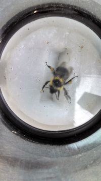 Bombus sandersoni image