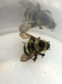 Bombus sandersoni image
