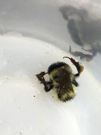 Bombus sandersoni image