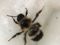 Bombus sandersoni image
