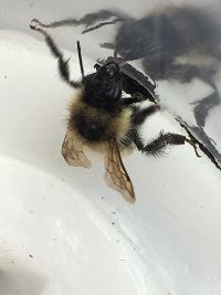 Bombus sandersoni image