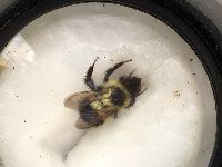 Bombus sandersoni image