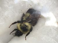 Bombus sandersoni image