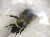 Bombus sandersoni image