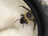 Bombus sandersoni image