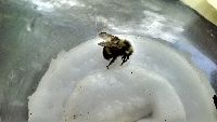 Bombus sandersoni image
