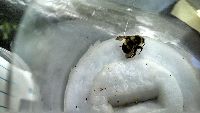 Bombus sandersoni image