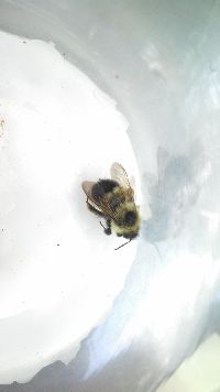Bombus sandersoni image